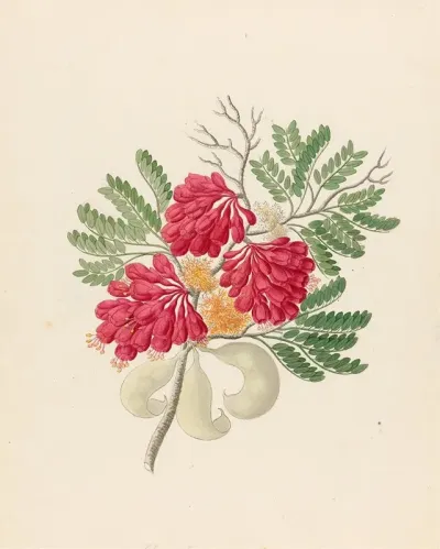 Schotia Speciosa Schotia Afra