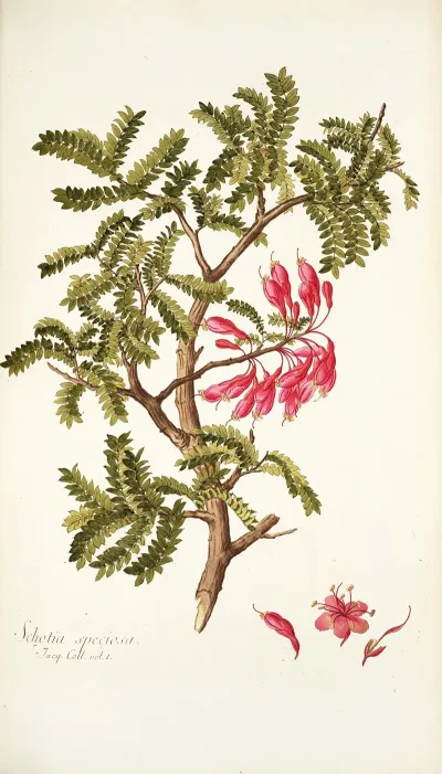 Schotia Speciosa