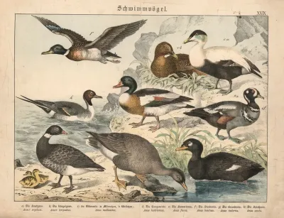 Schwimmvogel 2