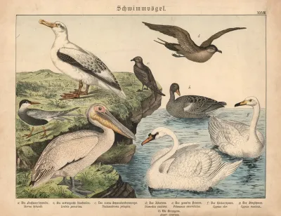 Schwimmvogel