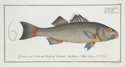 Sciaena Diacantha The Two Spined Umber
