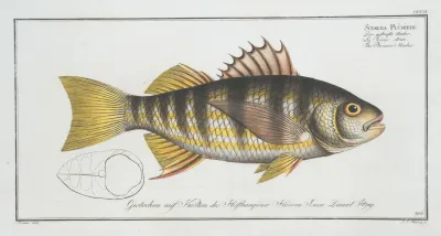 Sciaena Plumieri The Plumiers Umber