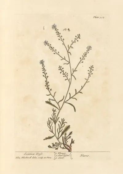 Sciatica Cress