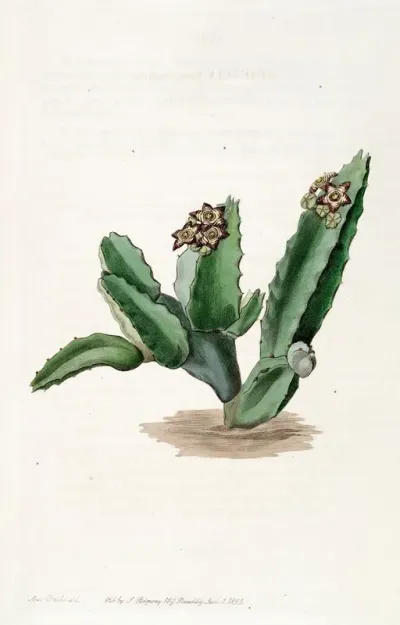 Scicilian Stapelia