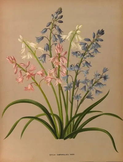 Scilla Campanulata Varr