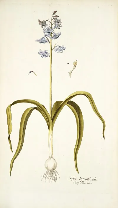 Scilla Hyacinthoides
