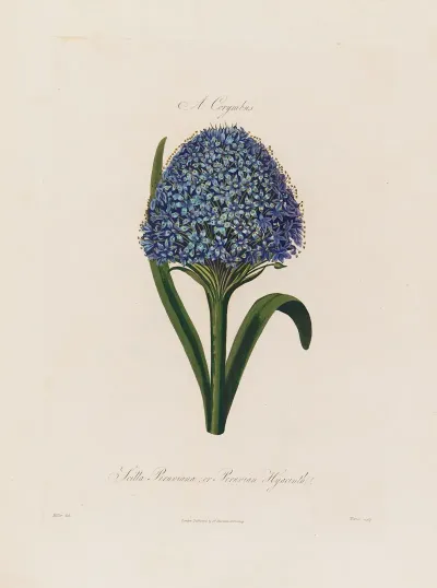 Scilla Peruviana Or Peruvian Hyacinth