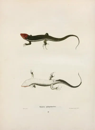 Scincus Quinquelineatus