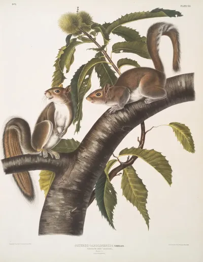 Sciurus Carolinensis Carolina Grey Squirrel Natural Size Male Female