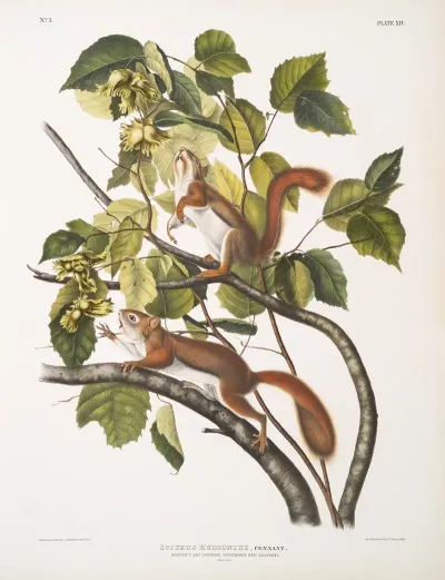 Sciurus Hudsonius Hudsons Bay Squirrel Chickaree Red Squirrel Natural Size