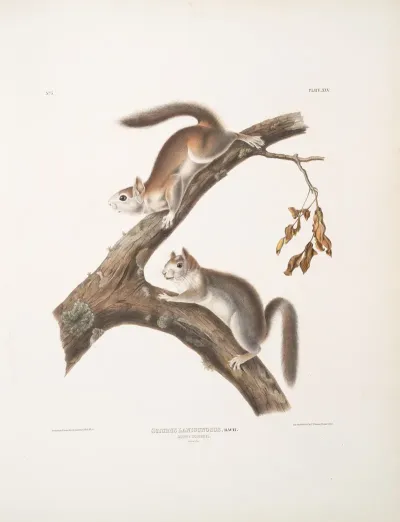 Sciurus Lanigunosus Downy Squirrel Natural Size
