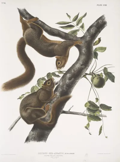 Sciurus Sub Auratus Orange Bellied Squirrel Male Female Natural Size