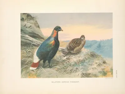 Sclaters Impeyan Pheasant Lophophorus Sclateri