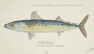 Scomber Australasicus Tas Blue Mackerel