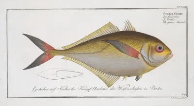 Scomber Chloristhe Green Mackrel