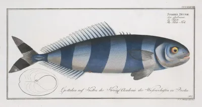 Scomber Ductor The Pilote Fish