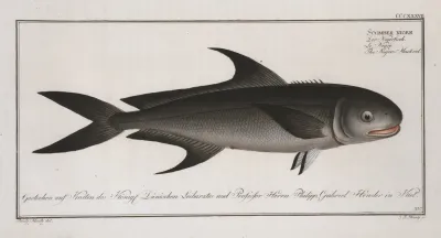 Scomber Niger The Negro Mackrel