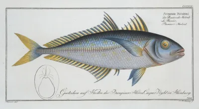 Scomber Plumieri Plumiers Mackrel