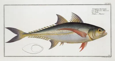 Scomber Rottleri Rottlers Mackrel