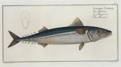 Scomber Scomber The Mackrel
