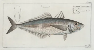 Scomber Trachurus The Scad