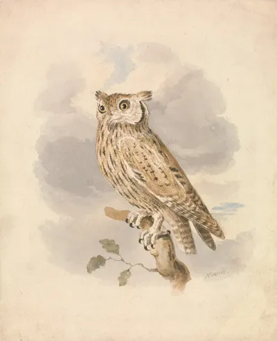 Scops Owl