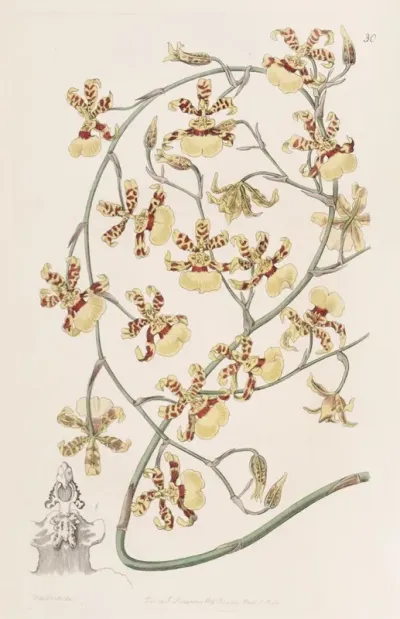 Scorched Oncidium