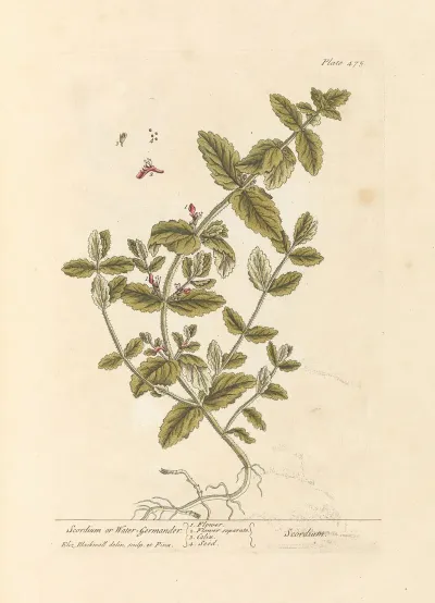 Scordium Or Water Germander