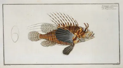 Scorpaena Antennata
