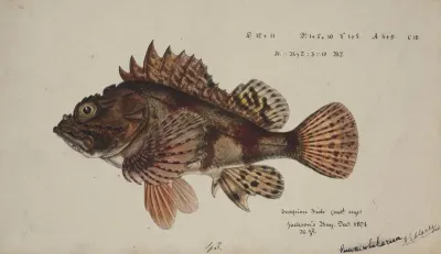 Scorpaena Cardinalis Red Scorpion Fish