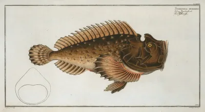 Scorpaena Horrida