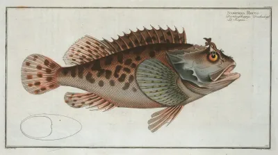 Scorpaena Porcus