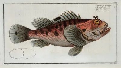 Scorpaena Scrofa The Poisonnet Grooper