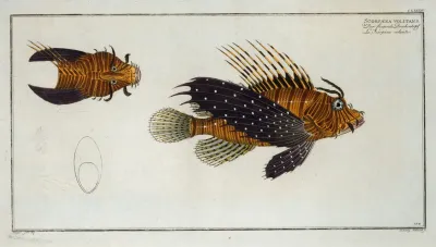 Scorpaena Volitans
