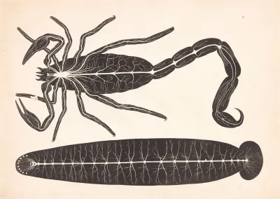Scorpion 3
