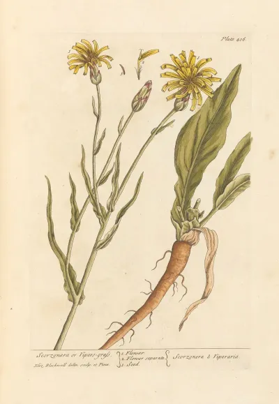 Scorzonera Or Vipers Grass