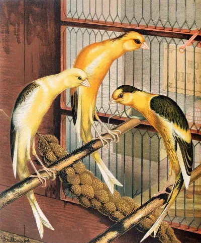 Scotch Fancy Canaries Piebald