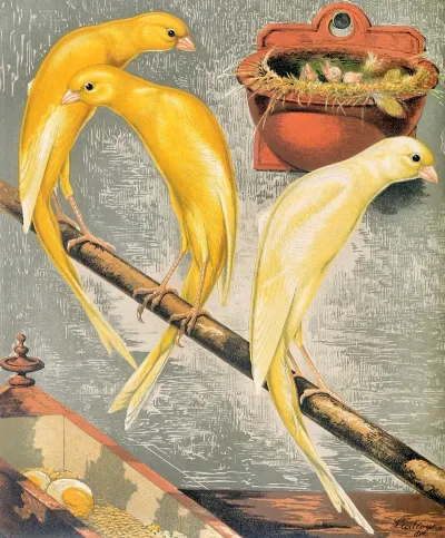 Scotch Fancy Canaries