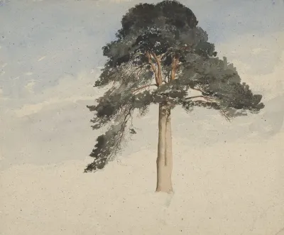 Scottish Pine Tree