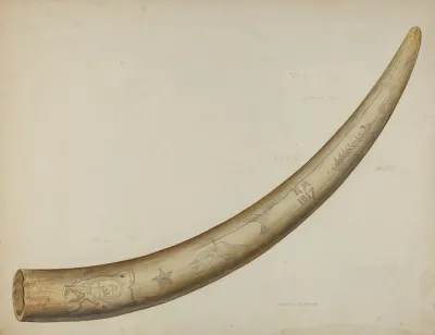 Scrimshaw Walrus Tusk 2