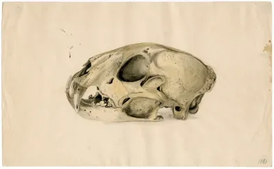 Scull Of A Panther