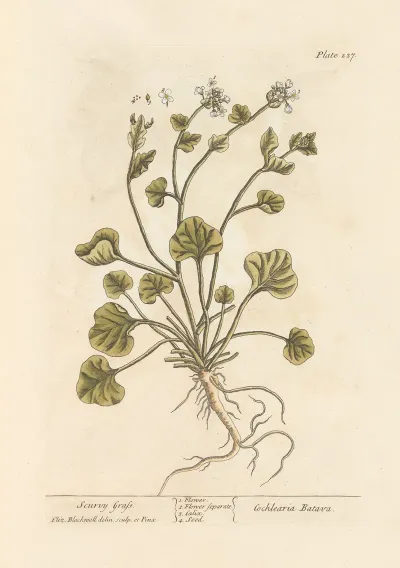 Scurvy Grass