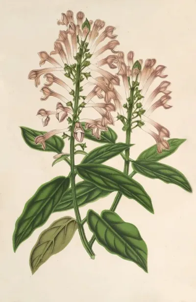 Scutellaria Albo Rosea