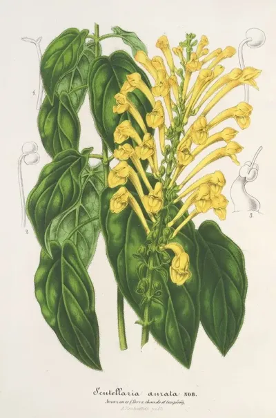 Scutellaria Aurata