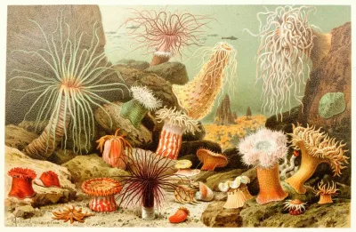 Sea Anemones 2