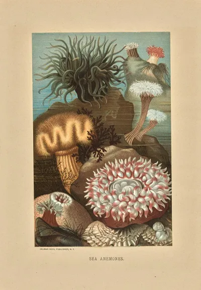 Sea Anemones 3
