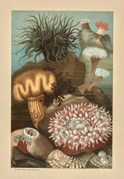 Sea Anemones 4