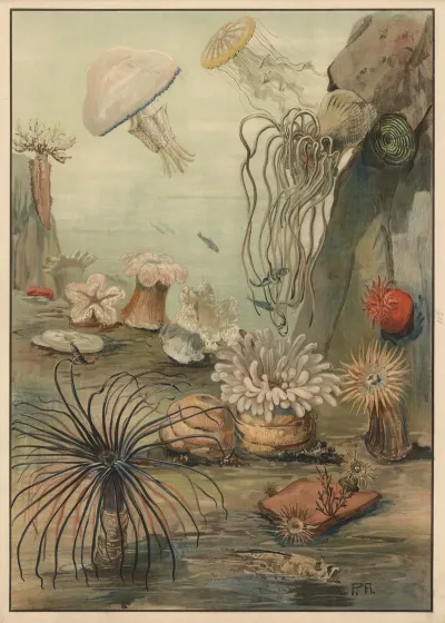 Sea Anemones 5