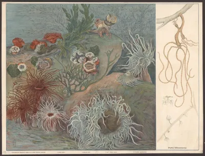 Sea Anemones Actinia Freshwater Polyps Hydra