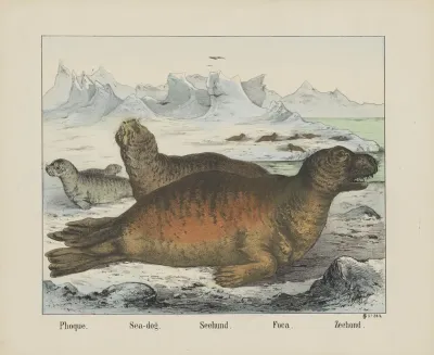 Sea Dog 2